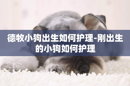 德牧小狗出生如何護理-剛出生的小狗如何護理