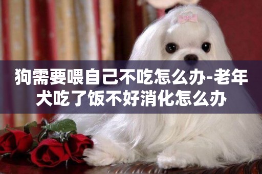 狗需要喂自己不吃怎么辦-老年犬吃了飯不好消化怎么辦