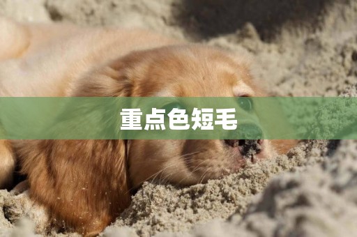 重點色短毛