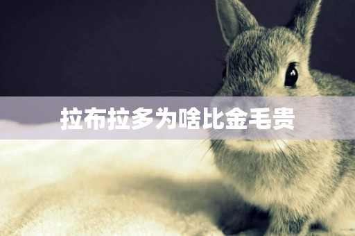 拉布拉多為啥比金毛貴