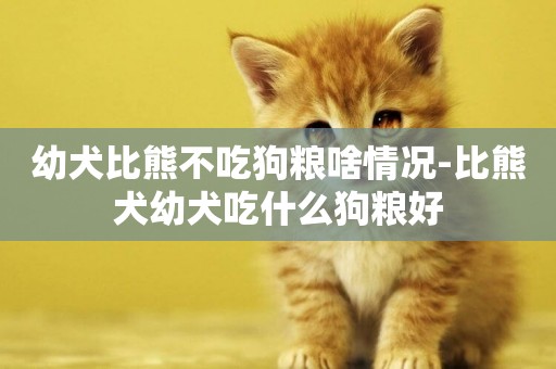 幼犬比熊不吃狗糧啥情況-比熊犬幼犬吃什么狗糧好