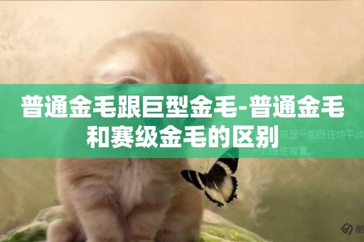 普通金毛跟巨型金毛-普通金毛和賽級金毛的區別
