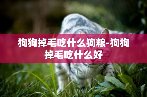 狗狗掉毛吃什么狗糧-狗狗掉毛吃什么好