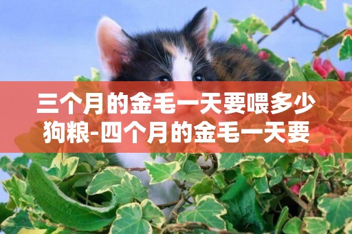 三個月的金毛一天要喂多少狗糧-四個月的金毛一天要吃多少狗糧