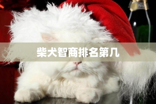 柴犬智商排名第幾