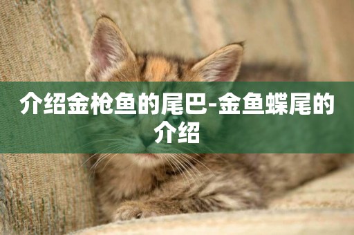 介紹金槍魚的尾巴-金魚蝶尾的介紹