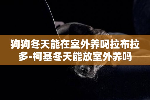 狗狗冬天能在室外養嗎拉布拉多-柯基冬天能放室外養嗎