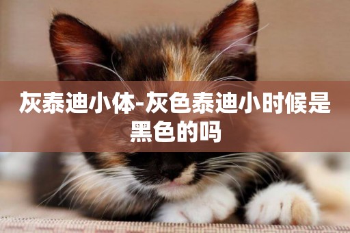 灰泰迪小體-灰色泰迪小時候是黑色的嗎