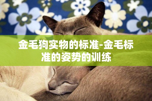 金毛狗實物的標準-金毛標準的姿勢的訓練