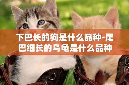 下巴長的狗是什么品種-尾巴細長的烏龜是什么品種
