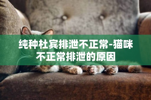 純種杜賓排泄不正常-貓咪不正常排泄的原因