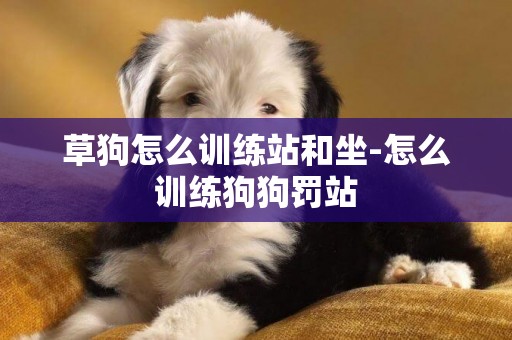 草狗怎么訓練站和坐-怎么訓練狗狗罰站