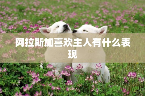 阿拉斯加喜歡主人有什么表現