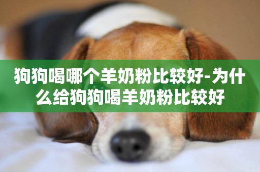 狗狗喝哪個羊奶粉比較好-為什么給狗狗喝羊奶粉比較好