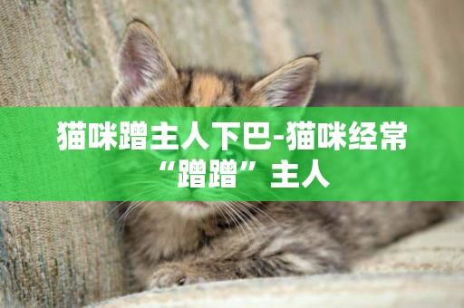 貓咪蹭主人下巴-貓咪經常“蹭蹭”主人