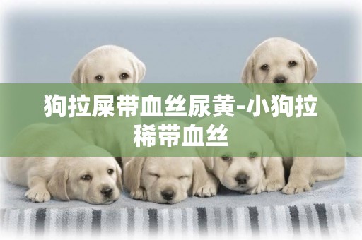 狗拉屎帶血絲尿黃-小狗拉稀帶血絲