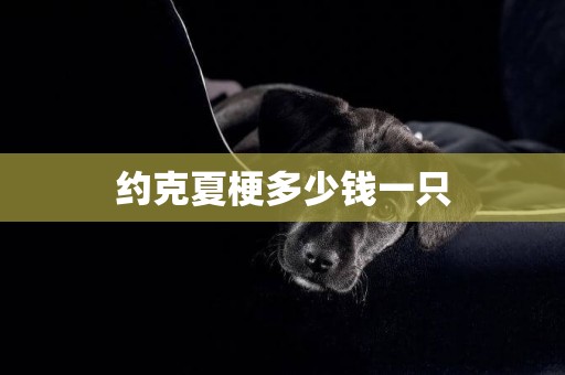 約克夏梗多少錢一只
