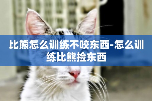 比熊怎么訓練不咬東西-怎么訓練比熊撿東西