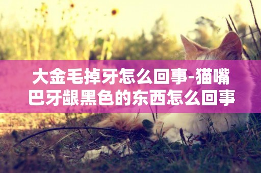 大金毛掉牙怎么回事-貓嘴巴牙齦黑色的東西怎么回事
