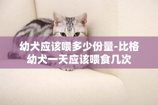 幼犬應該喂多少份量-比格幼犬一天應該喂食幾次