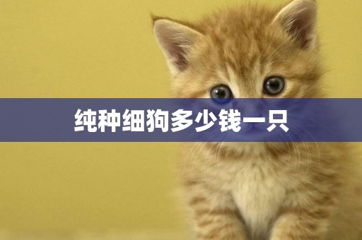 純種細狗多少錢一只