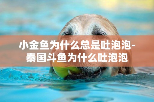 小金魚為什么總是吐泡泡-泰國斗魚為什么吐泡泡