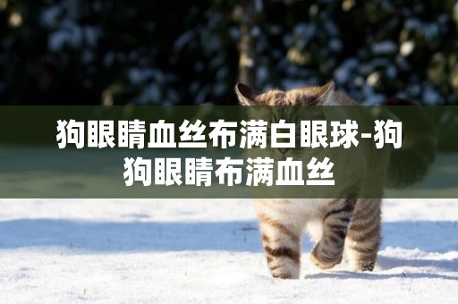 狗眼睛血絲布滿白眼球-狗狗眼睛布滿血絲
