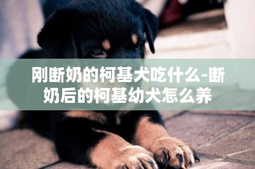 剛斷奶的柯基犬吃什么-斷奶后的柯基幼犬怎么養