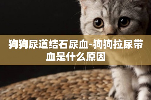 狗狗尿道結石尿血-狗狗拉尿帶血是什么原因