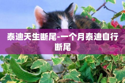 泰迪天生斷尾-一個月泰迪自行斷尾