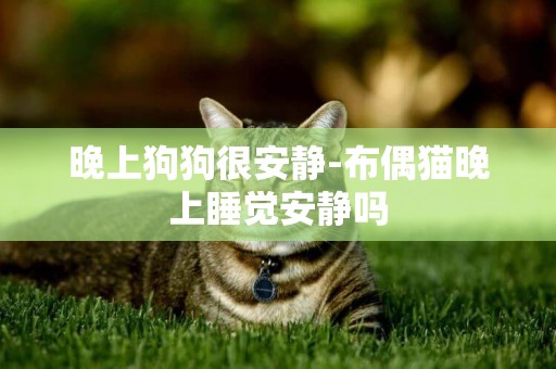 晚上狗狗很安靜-布偶貓晚上睡覺安靜嗎