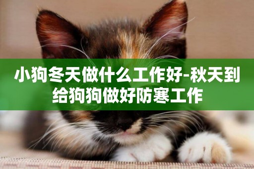 小狗冬天做什么工作好-秋天到給狗狗做好防寒工作