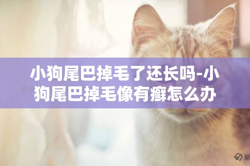 小狗尾巴掉毛了還長嗎-小狗尾巴掉毛像有癬怎么辦