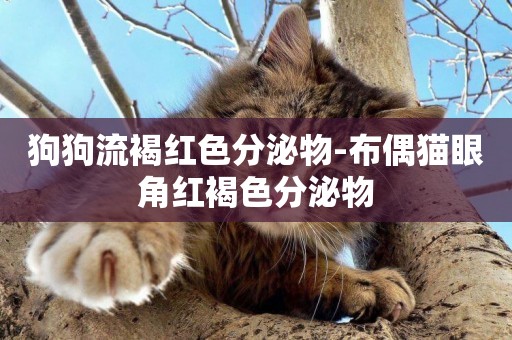 狗狗流褐紅色分泌物-布偶貓眼角紅褐色分泌物