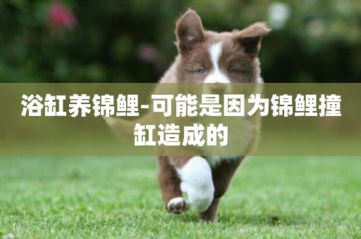 浴缸養錦鯉-可能是因為錦鯉撞缸造成的