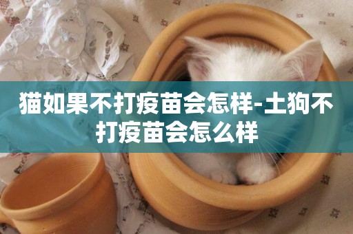 貓如果不打疫苗會怎樣-土狗不打疫苗會怎么樣