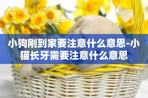小狗剛到家要注意什么意思-小貓長牙需要注意什么意思