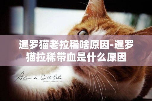 暹羅貓老拉稀啥原因-暹羅貓拉稀帶血是什么原因