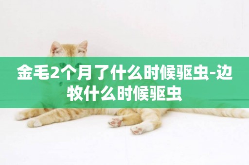 金毛2個月了什么時候驅蟲-邊牧什么時候驅蟲