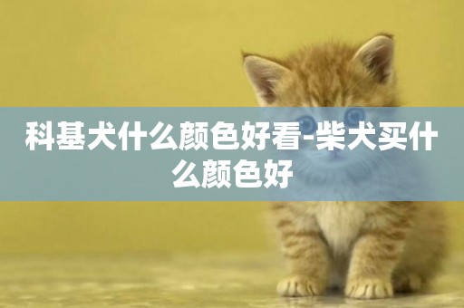 科基犬什么顏色好看-柴犬買什么顏色好