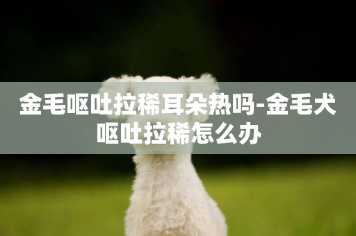 金毛嘔吐拉稀耳朵熱嗎-金毛犬嘔吐拉稀怎么辦