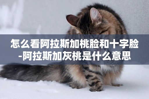 怎么看阿拉斯加桃臉和十字臉-阿拉斯加灰桃是什么意思