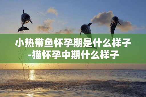 小熱帶魚懷孕期是什么樣子-貓懷孕中期什么樣子