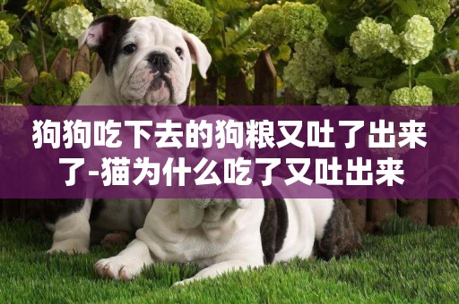 狗狗吃下去的狗糧又吐了出來了-貓為什么吃了又吐出來