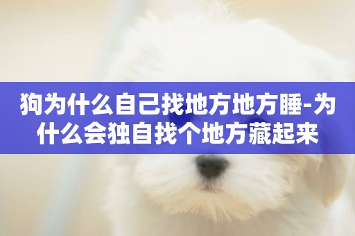 狗為什么自己找地方地方睡-為什么會獨自找個地方藏起來