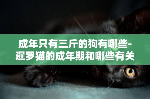 成年只有三斤的狗有哪些-暹羅貓的成年期和哪些有關