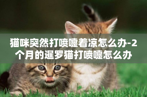 貓咪突然打噴嚏著涼怎么辦-2個月的暹羅貓打噴嚏怎么辦