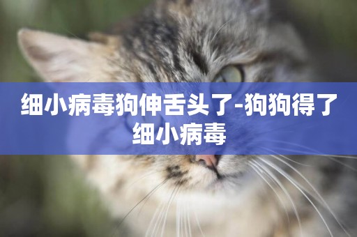 細小病毒狗伸舌頭了-狗狗得了細小病毒