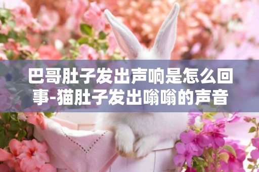 巴哥肚子發出聲響是怎么回事-貓肚子發出嗡嗡的聲音是怎么回事