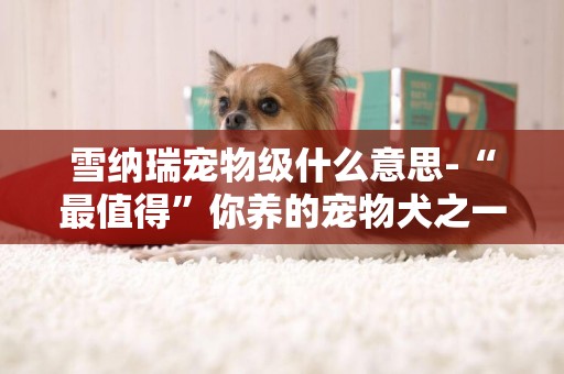 雪納瑞寵物級什么意思-“最值得”你養的寵物犬之一雪瑞納犬